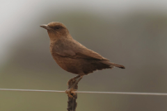 Female ant-eating chat. The male has a small white patch on its wing. Likes open grassland with plenty of termite mounds