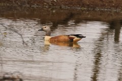 Male South African Shelduck. Endemic to South Africa and Namibia