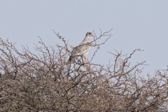 Pale chanting-goshawks are widespred over much of Africa in semi arid or desert scrub areas