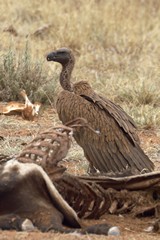 Juvenile white-backed vulture