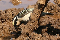 Acacia pied barbets are found in woodland, especially acacias