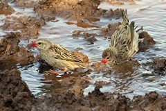 Red-billed queleas in non-breeding plumage, enjoying a bath