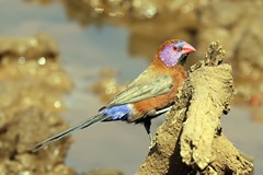 A stunningly coloured male violet-eared waxbill. Females have more buffy underparts