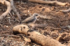  Cape wagtail gathering nest material