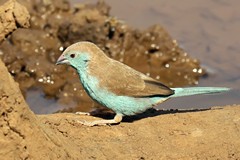Blue waxbill. Female hase more buffy flanks. Sometimes brred in loose colonies