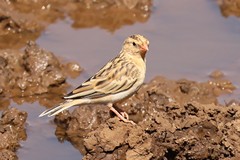 Difficult to tell LBJs apart but it is likely a female shaft-tailed whydah which lookd nothing like the ornate male