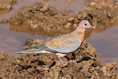 Beautiful almost pastel shades of the laughing dove