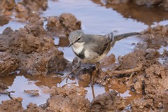  Cape wagtails are usually found along river banks and in wetlands