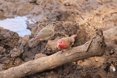 A pair of red-billed firefinches, common in dry woodland and around water