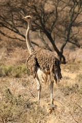 A rather drab female ostrich. They prefer savannah and open woodland