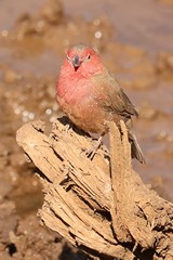 Red-billed firefinch