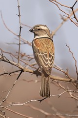  A Female Cape sparrow, They are often seen in grasslands in small flocks