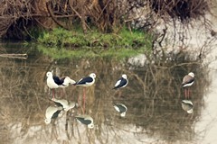 The black-winged stilt is notable for its long red legs