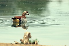 An Egyptian goose is common throughout much of eastern and Southern Africa. It is actually a duck