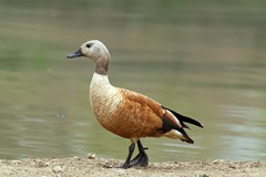 A male South African Shelduck. The femaale has a white head and dark neck