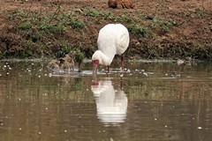 The African spoonbill. It feeds on small fish, aquatic invertebrates and amphibians