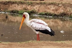 A yellow billed stork. The bright red facial skin and pink tinged feathers indicate that it is in breeding condition