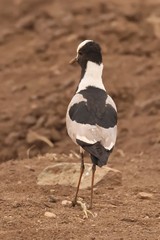 Blacksmith lapwing