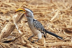 The southern yellow-billed hornbill inhabits dry bushveld and broad-leaved woodlands