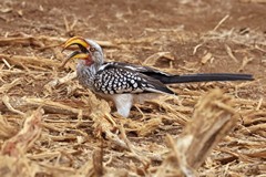 When nesting in a hole in a tree the female hornbill is cemented in and relies on the male for food