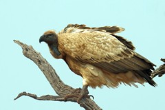  Cape vultures are more creamy or buff coloured than griffons and white-backed