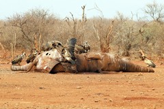  Vultures picking over an elephant carcass. The smell was impressive