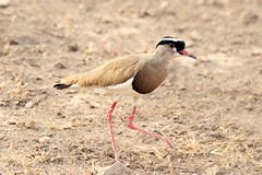 The crowned lapwing favours short grassland