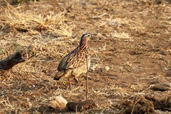 The crested francolin is very widespread and also very noisy