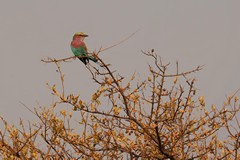 Our old friend the lilac-breasted roller on the lookout for insects