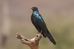 A Burchell's starling is the largest of the glossy starlings. It has a black eye