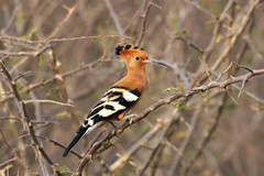 The African hoope has no white subterminal bands on its crest and has all black primary wing feathers