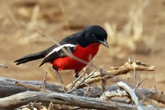 A very striling crimson-breasted shrike