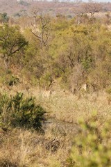 A view across a wooded valley, with some waterbuck feeding by the stream