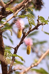 These are the flowers of the sickle bush, also known as the Kalahari Christmas tree