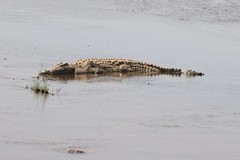 There are some really big crocodiles in the Sabi river. They can easily be seen from the bridges near the reserve entrance