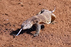 Rock monitors live in the drier bushveld, rocky outcrops, holes in the ground and cavities in trees