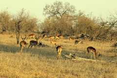 The mixed bush and open savannah supports a large population of impalas. It's no surprise that there are a lot of leopards here