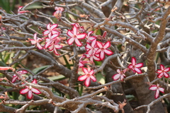 This is an impala lily also known as the Sabi star. Flowers appear on bare branches in the dry season. The plant contains poisonous sap used in local arrow poisons