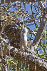 The hard woody sausage tree fruit