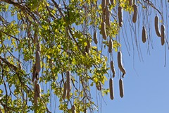 These fruits are still growing at the end of June