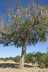 Sausage tree in June. The fruits still have some growing to do