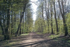 Lime Avenue