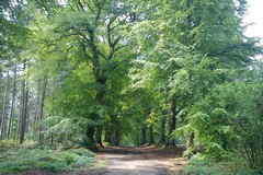 Beech Avenue