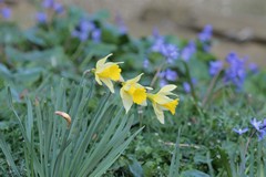 Daffodils