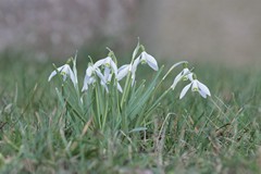 Snowdrops