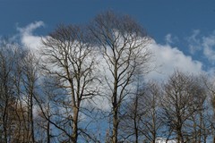 A windy day in early Spring