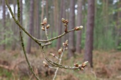 Early buds