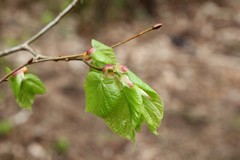 Spring green