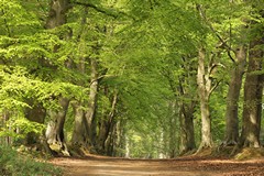 Beech Avenue in late Spring