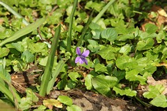 Common dog violet